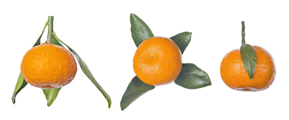 three ripe orange tangerines with small leaves set on white