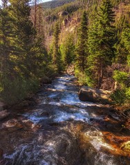 Obraz premium river in the forest