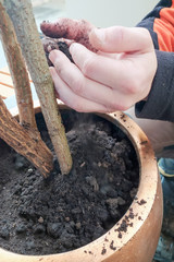 Obraz premium transplanting plants into interior pots