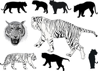 nine tigers isolated on white background