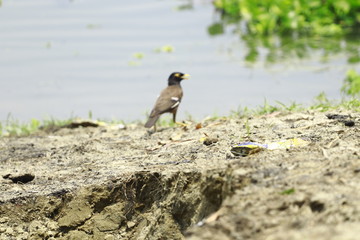 yellow crowned night heron