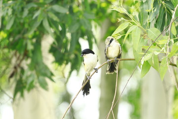 great tit parus major