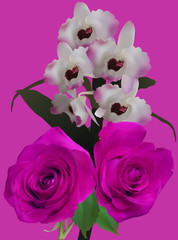 light lilac orchids and dark roses on pink background