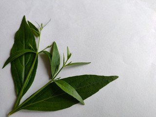  Andrographis paniculata, on a white background.