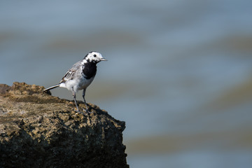 A White Wagtail Perched on a Rock near the Sea