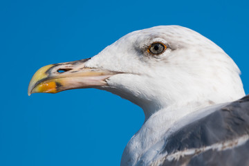 A Beautiful European Seagull Portrait Taken on a Warm Summer Day with Clear Sky