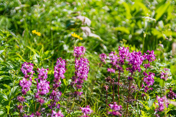 【北アルプス・立山】 室堂 高山植物