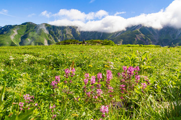 Fototapeta premium 【北アルプス・立山】 室堂 立山連峰と高山植物