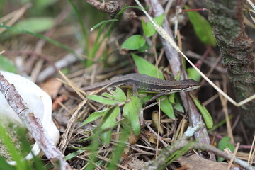 春の庭にいるニホンカナヘビ
Japanese grass lizard in the spring garden.