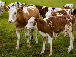 Naklejka na ściany i meble Herd of white calves with red and black spots on a green meadow