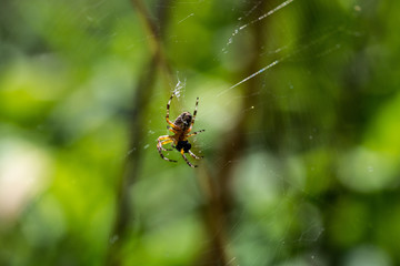 Spider in a web