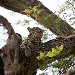 A leopard (Panthera pardus) resting in the late afternoon - Tanzania. Square Composition.	