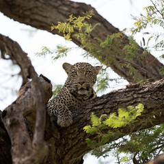 A leopard (Panthera pardus) resting in the late afternoon - Tanzania. Square Composition.	