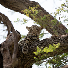 A leopard (Panthera pardus) resting in the late afternoon - Tanzania. Square Composition.	