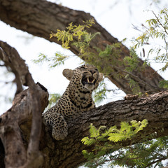 A leopard (Panthera pardus) resting in the late afternoon - Tanzania. Square Composition.	