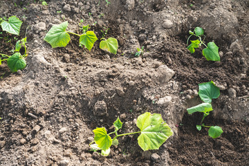 cucumber seedlings planted on the ground