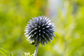 Blue thistle