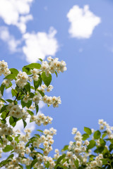 Jasmine bush against the blue sky with clouds. All branches are strewn with flowers.white flowers Jasmine in the garden after the rain
