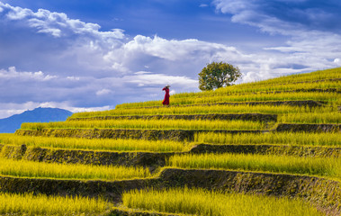 Asian woman wearing Vietnam culture traditional(ao dai) at rice terrace of Ban pa bong piang in...