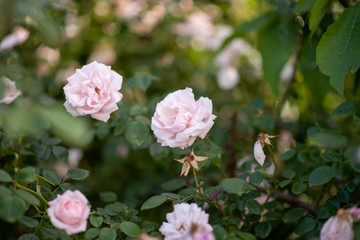 Pink rose bush in the garden.