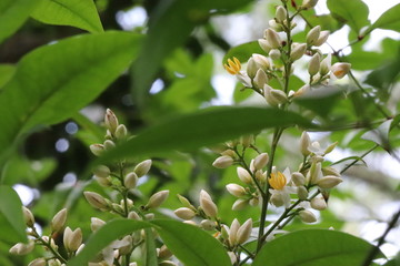 庭の白と黄色の南天の花
White and yellow Nandina flowers.