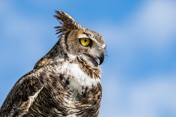 Portrait of Great Horned Owl (Bubo virginianus), aka Tiger Owl, against blue sky background
