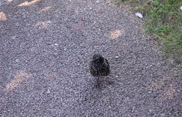 Starling in the Park