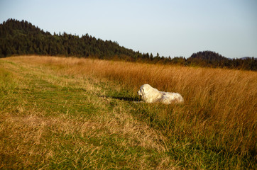 dog in grass © Albert