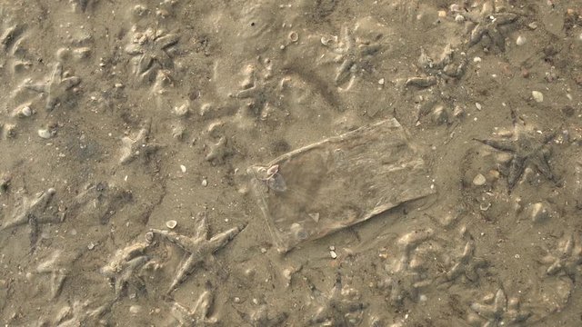 Plastic Waste and Marine Animals,  Small starfish washed ashore wet sand beach, Environmental Pollution 