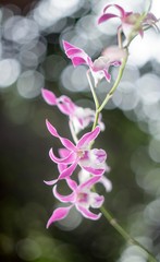 Natural photos: Popularly grown orchids 