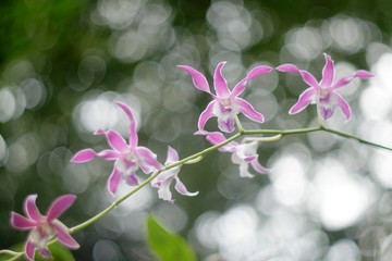 Natural photos: Popularly grown orchids 