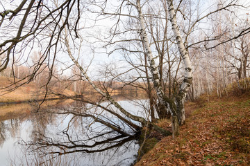 Fototapeta premium Images of trees in late autumn
