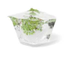 Frozen flowers in ice on white background