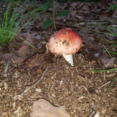 mushroom in the forest