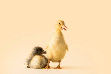 Cute ducklings on color background