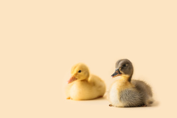 Cute ducklings on color background