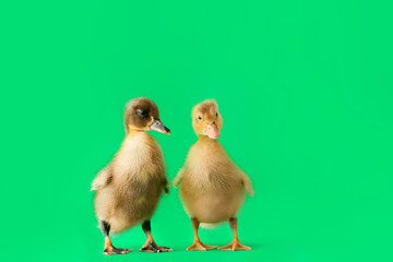 Cute ducklings on color background