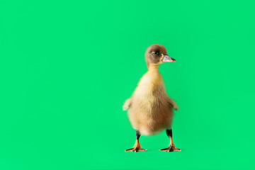 Cute duckling on color background