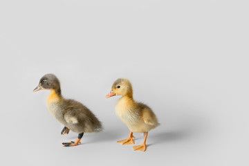 Cute ducklings on light background