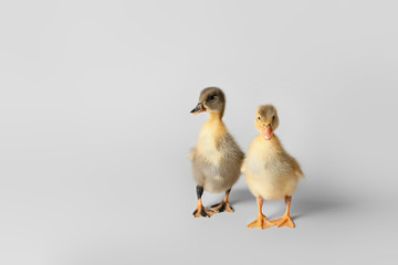 Cute ducklings on light background