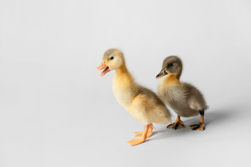 Cute ducklings on light background