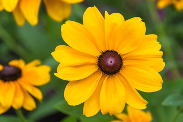 Obraz premium yellow Daisy in the garden