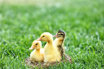 Cute ducklings on green grass
