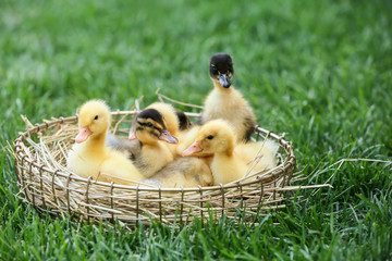 Cute ducklings in basket on green grass