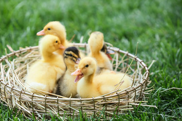 Cute ducklings in basket on green grass