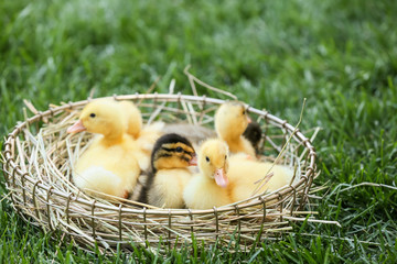 Cute ducklings in basket on green grass