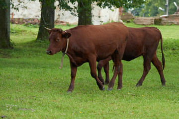 Fototapeta premium Pasture of cows eating grass on the hills with a beautiful view