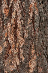 Detailed texture of lit poplar bark.old large poplar trunk close up without distortion.