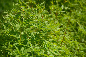 Natural background of green leaves