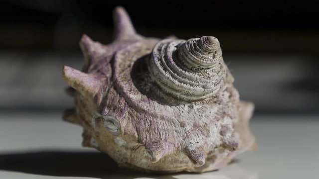Light over seashell in time lapse
